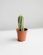 Кактусы Мини