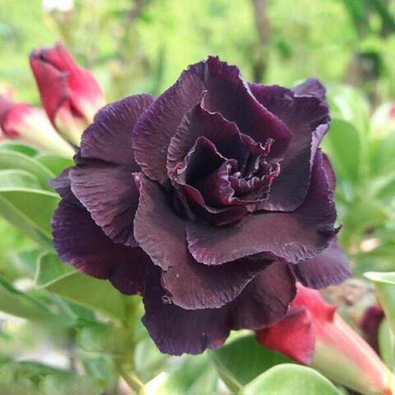 Адениум KUMBANG