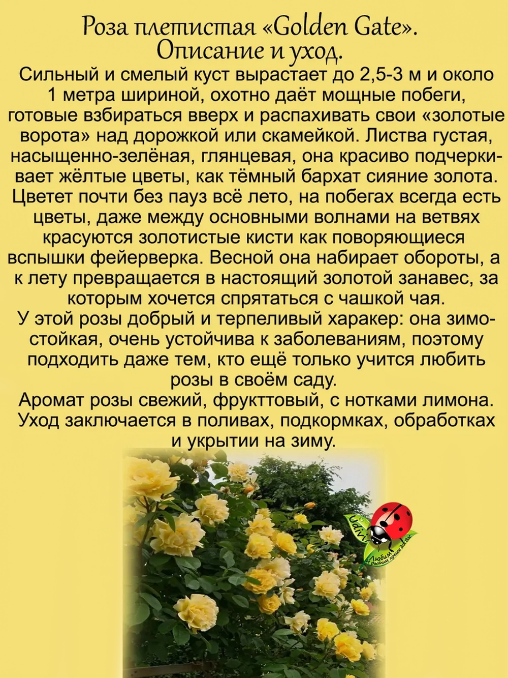 Роза Золотые ворота Голден Гейт плетистая