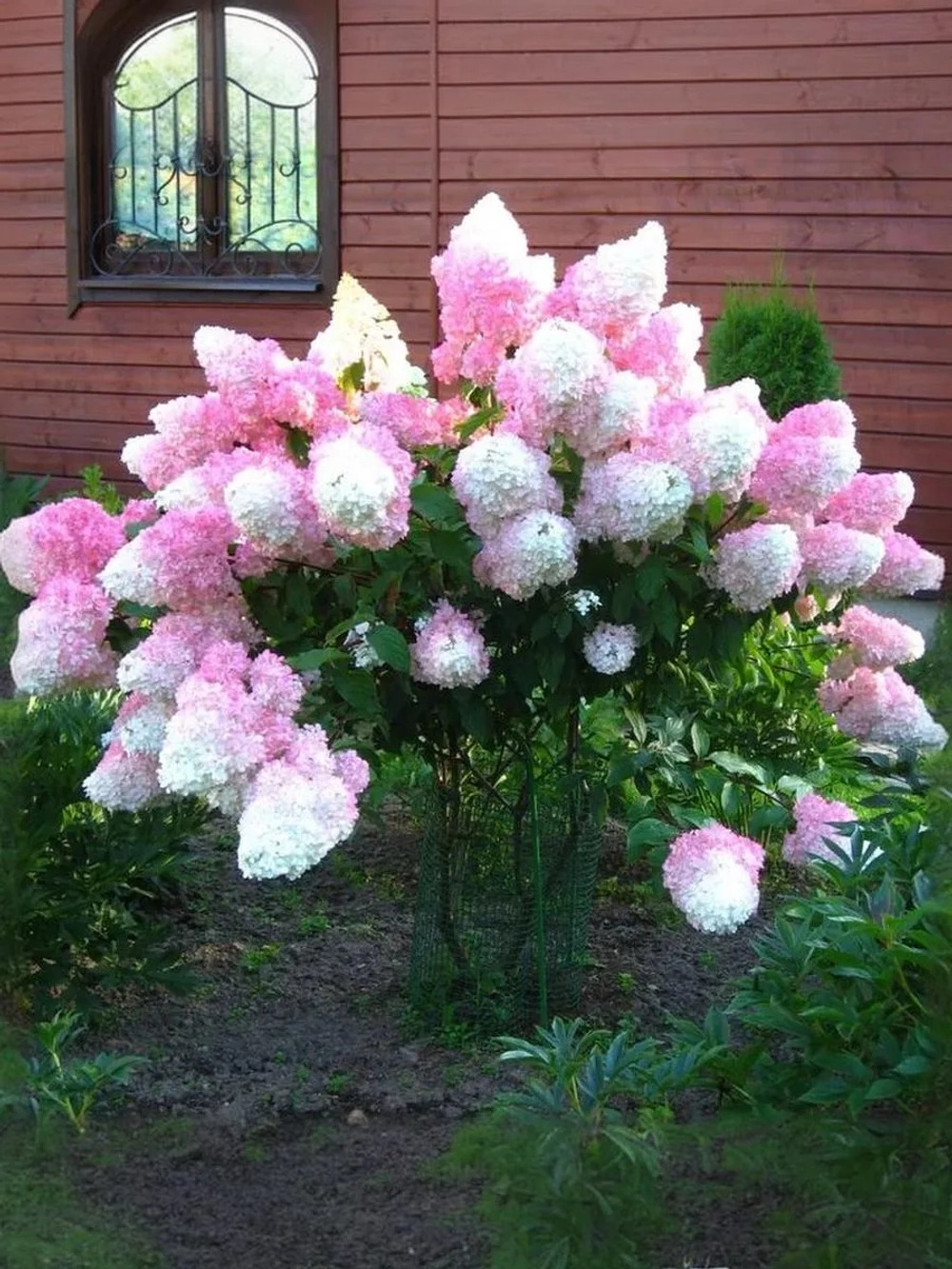 Гортензия метельчатая Сандей Фрейз