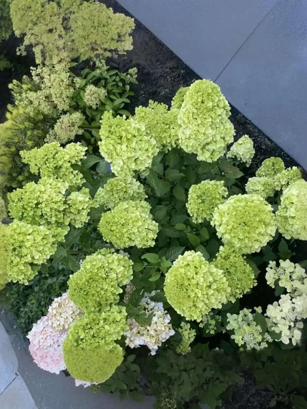 Гортензия метельчатая Петит Черри