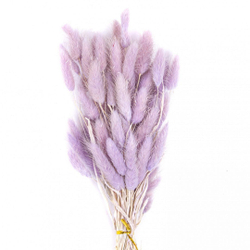 Сухоцветы ЛАГУРУС 65см 34гр СВЕТЛЫЙ №1