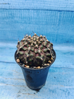 Gymnocalycium T-Rex Pink hybrid (Гимнокалициум T-rex)