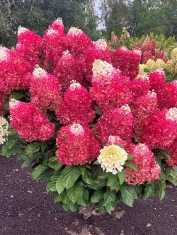 Гортензия метельчатая Ред Вельвет Р9 Закупка М59 апрель 2026