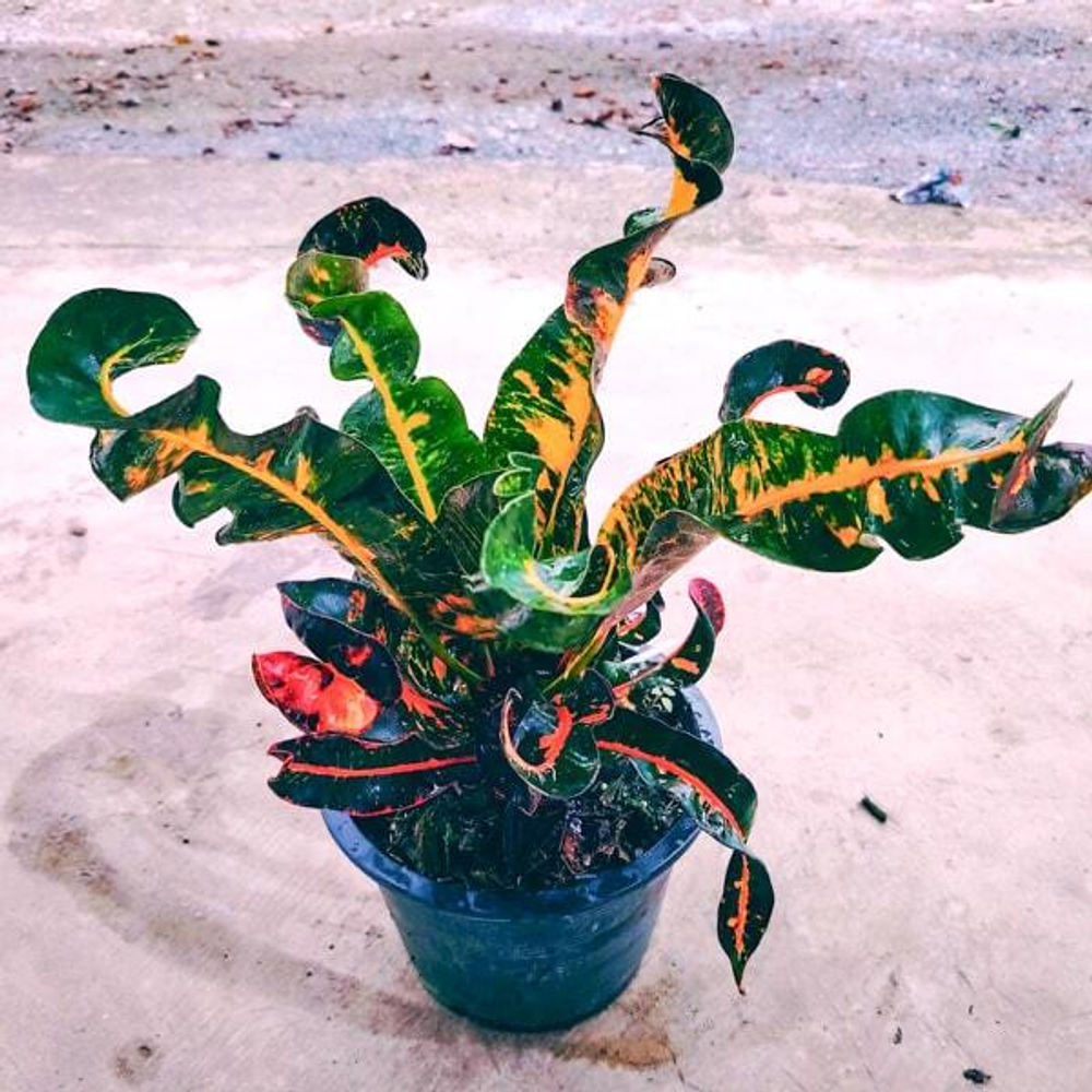 Кротон PHON THIWA