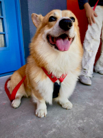 Шлейка для собак, Биотан, 25 мм , L размер ,средние и крупные породы, красный и черный