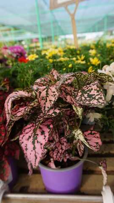 Гипоэстес, в кассете 6 шт.