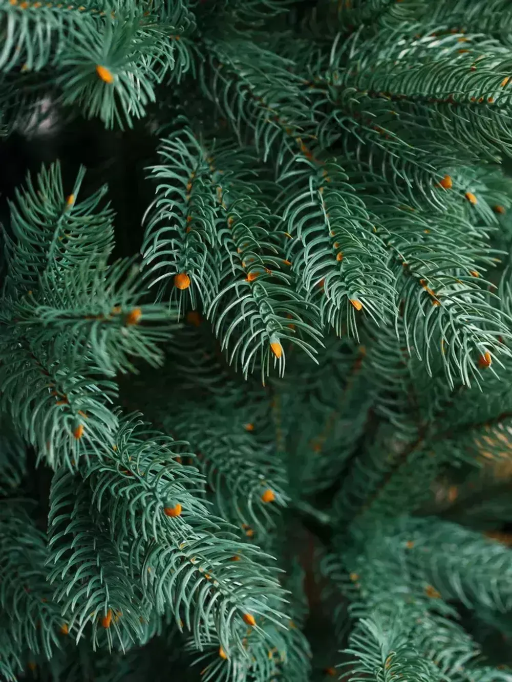 Ель голубая искусственная «Бордо» (Литая хвоя) 180 см / 1.8 м