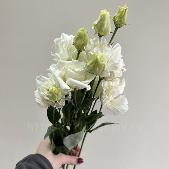 Эустома Флауэр Джой