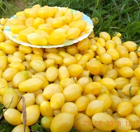 Помидоры Черри Сумасшедшие Ягоды - Bаrry’s Crazy Cherry Tomato