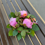 ♛ Композиция ароматных пионов — d ~ 18 см