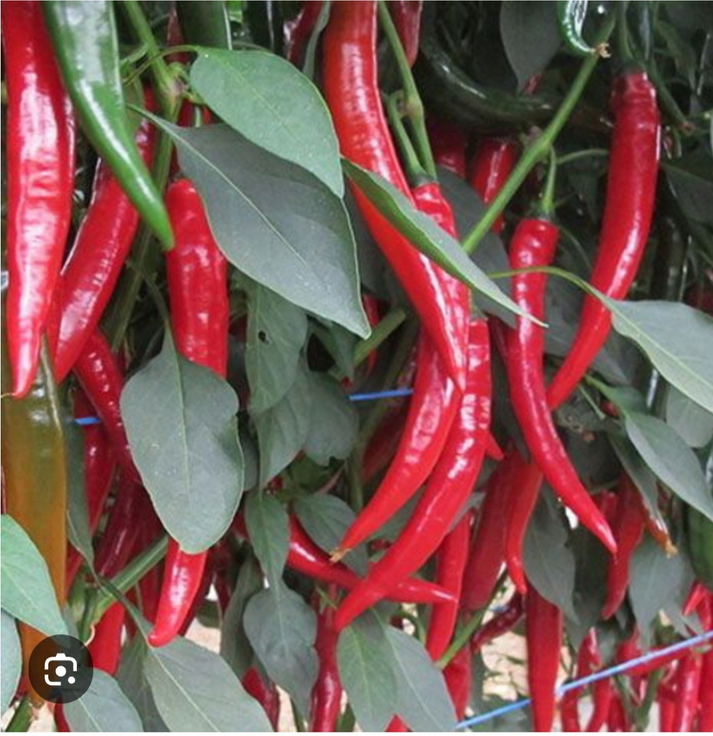 Перец острый Шакира F1 -Shakira 1000 семян