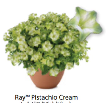 ЕВРО Петуния Ray Pistachio Cream Imp ОКС укорененные черенки 15-20 февраля