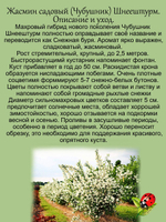 Жасмин Шнеештурм махровый чубушник садовый