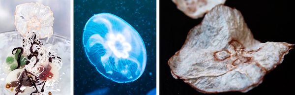 В Дании планируют готовить чипсы из медуз