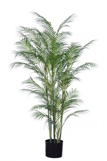 Арека высокая 150см в кашпо