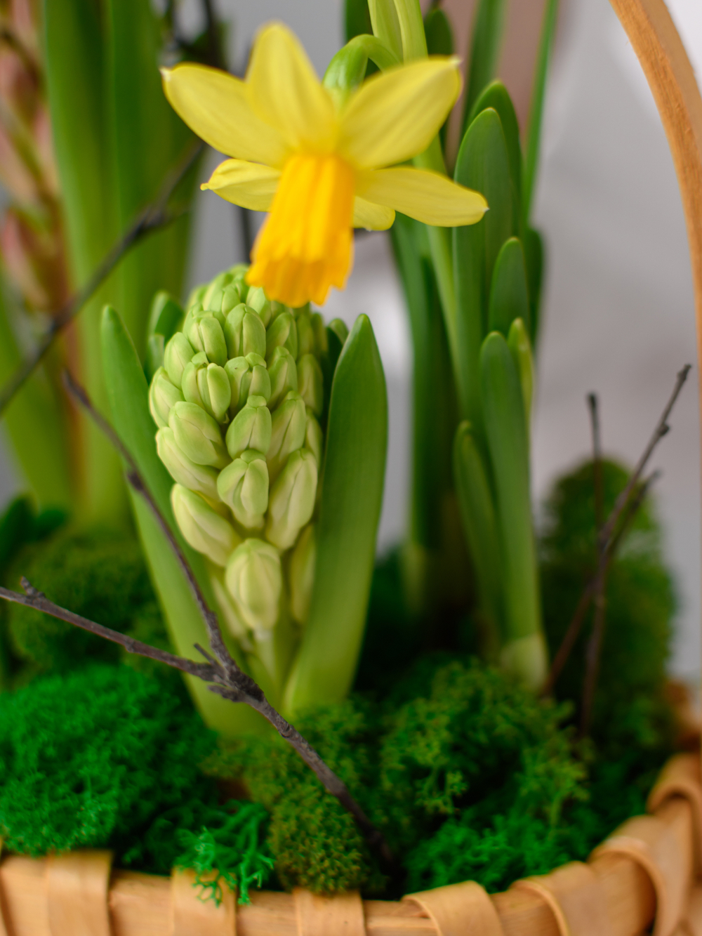 Первые цветы