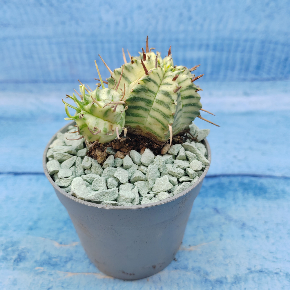 Euphorbia meloformis f. Variegated (Эуфорбия вариегатная)