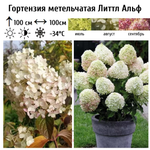 Литл Альф «Little Alf» С2.0-С2.5