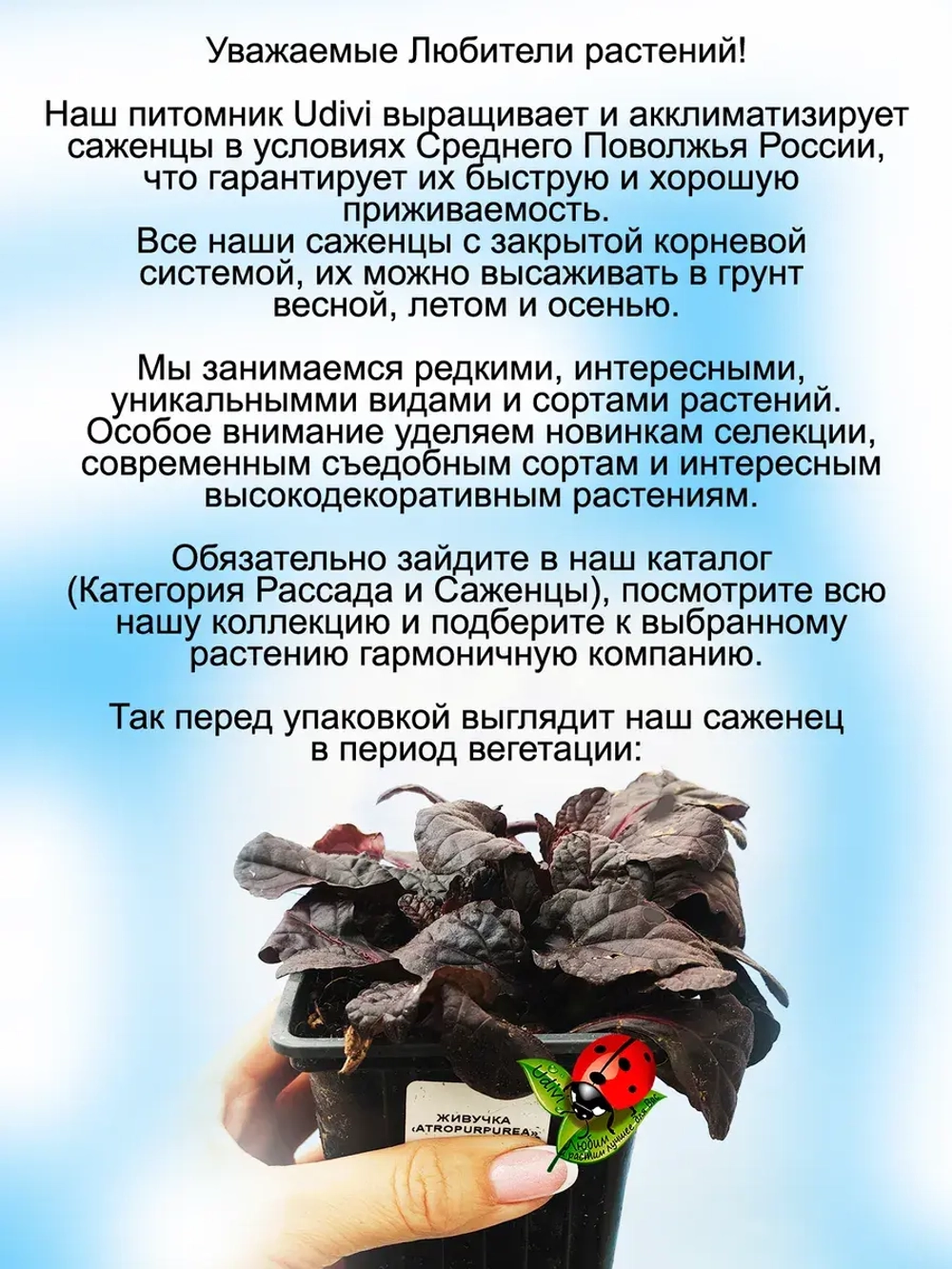 Живучка Атропарпурея аюга почвопокровная