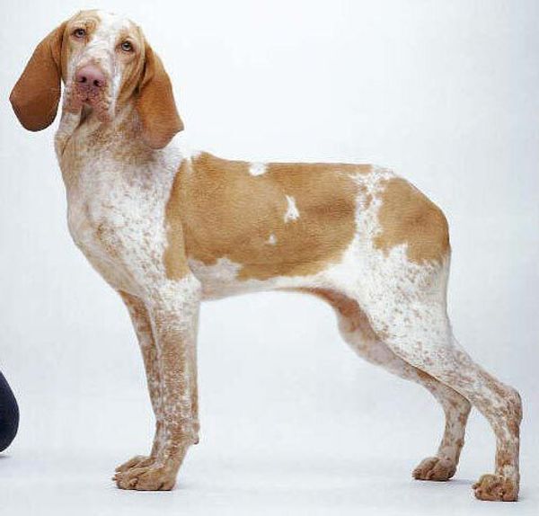 Бракко итальяно (итальянский пойнтер)