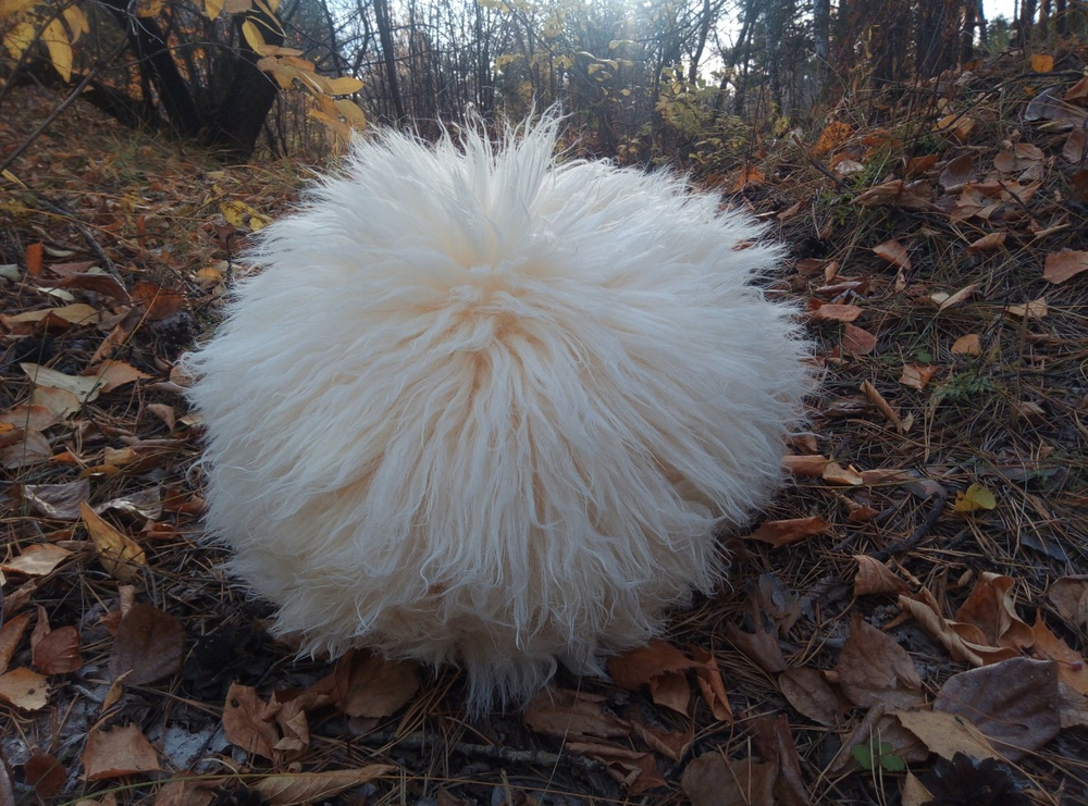 Горская папаха из овчины, белая