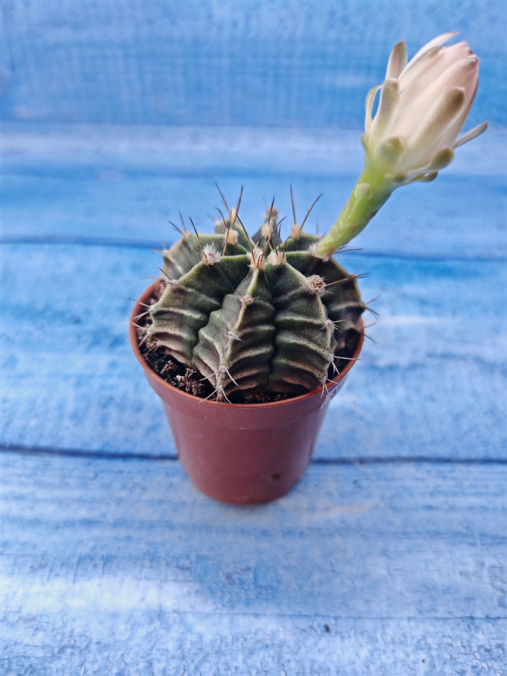 Gymnocalycium Friedrichii (Гимнокалициум)