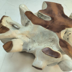 Консоль из корня тикового дерева 50117 Диа (60*60*40)