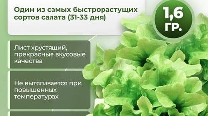 Рентабельный тепличный бизнес с салатом Афицион РЗ от Rijk Zwaan