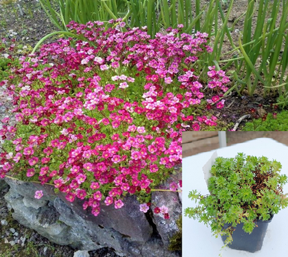 Камнеломка арендса Питер Пен