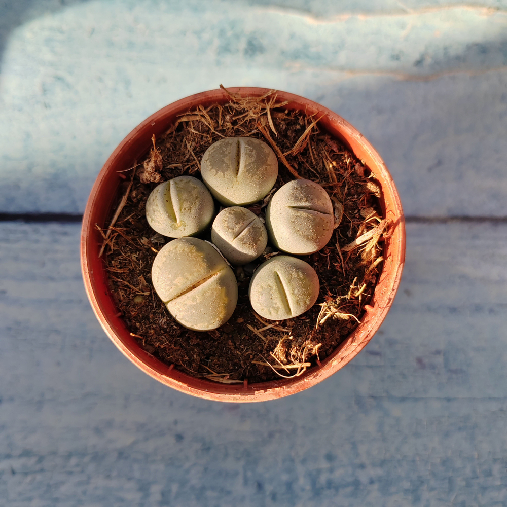Lithops sp. (Литопсы)