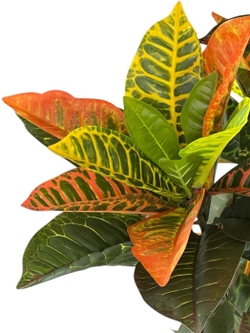 Кротон 95 см.