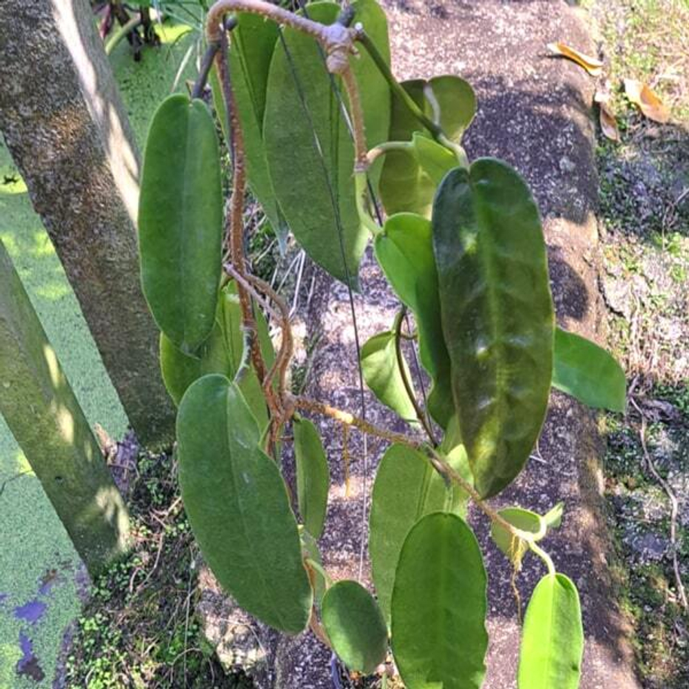 Хойя ONYCHOIDES
