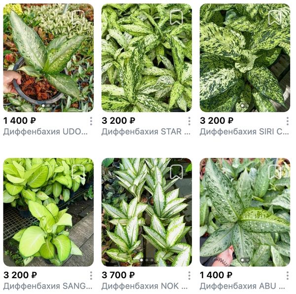 Диффенбахии Таиланд, поставка S03 май 2026 Диффенбахии Таиланд, поставка S03 май 2026