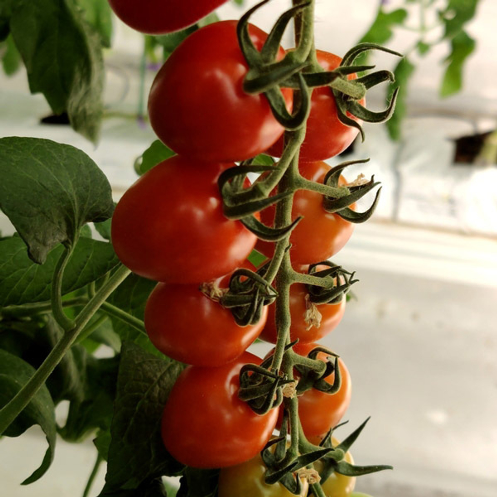 Томат Сидерно F1 5шт ВитаГрин ЭКСТРА