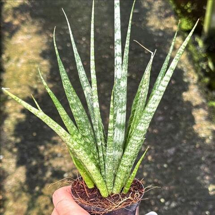 Сансевиерия HYBRID SMALL