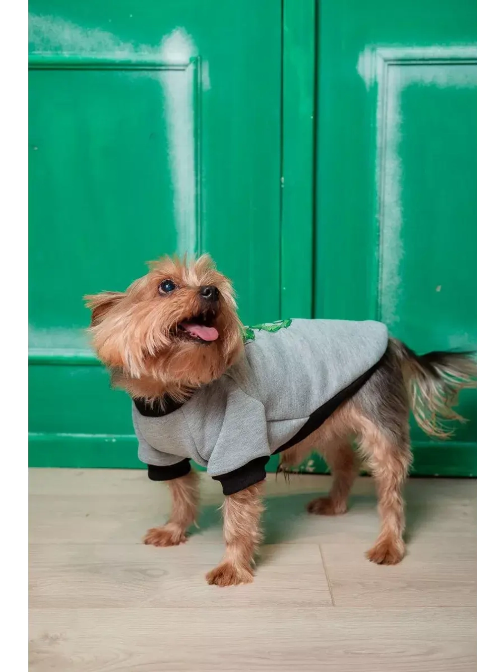 Толстовка для собак и кошек