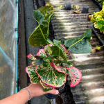 Кротон PHLOENCHIT