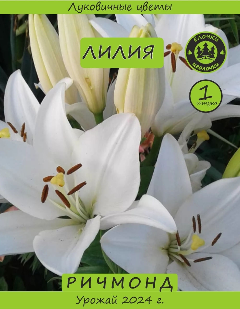 Лилия Луковица, Ричмонд, 1 шт