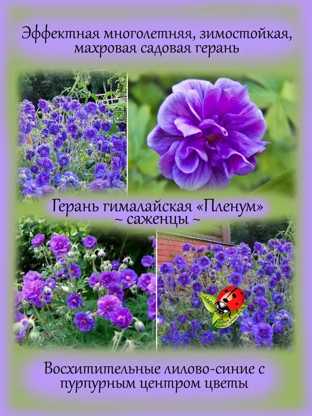 Герань гималайская Пленум многолетняя
