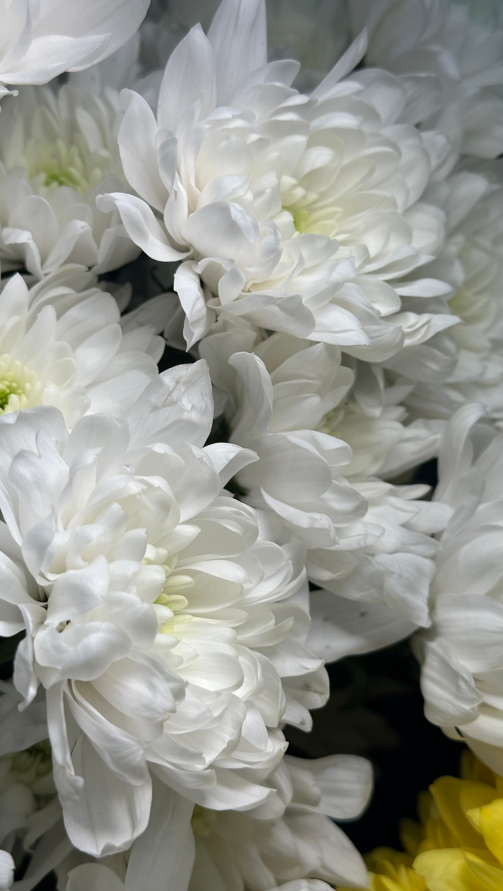 9 альстромерий и 8 хризантем