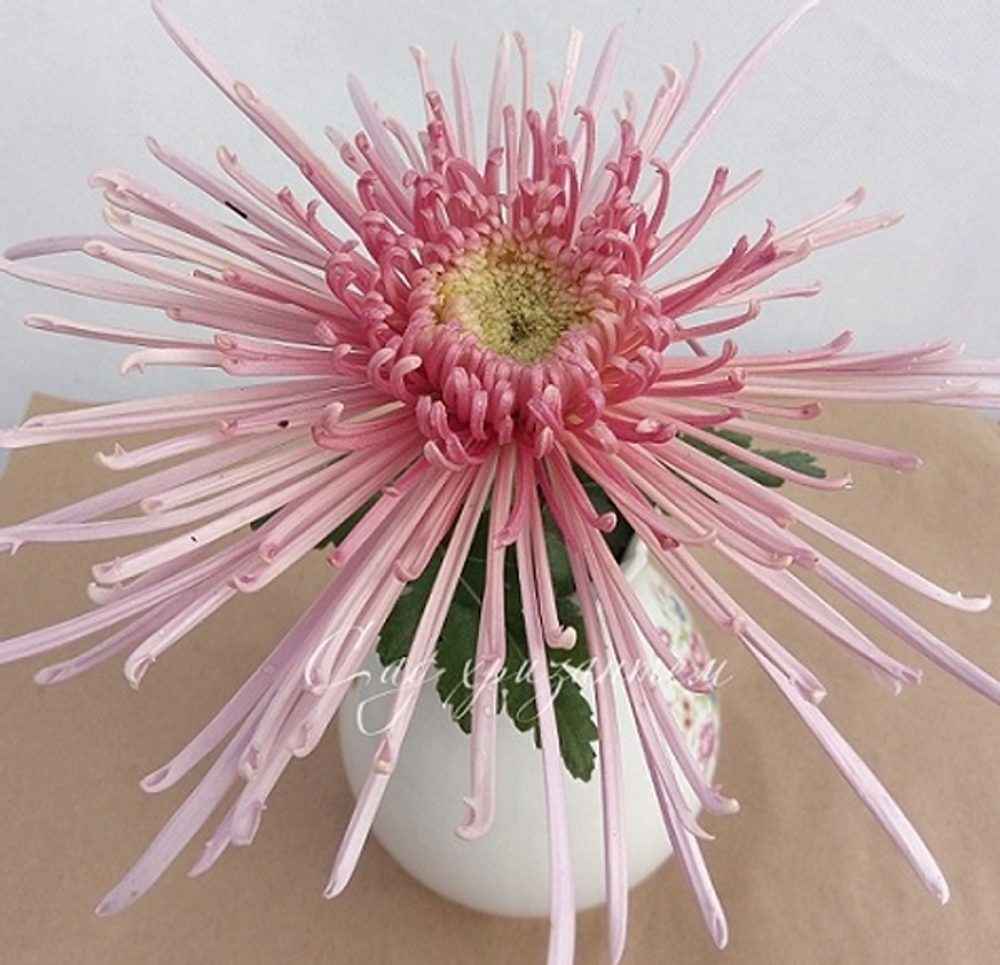 Spider pink 🌻 о.28