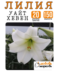 Лилия Луковица, Уайт Хевен, гибридный, 1 шт