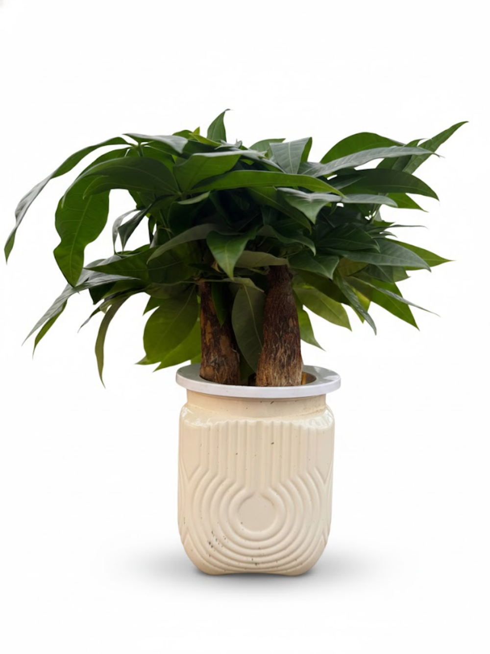 Пахира Little Forest Space Cup Three-Branch д.11 бежевый