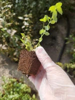 РЕКА (Reka) голубика 6-8 мес.(укорененный черенок)