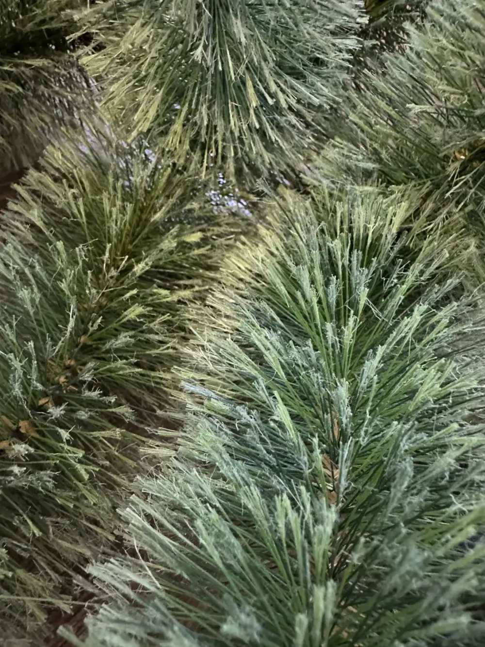 Ветка вставная - хвоя леска