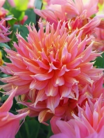 Георгин декоративный Омега