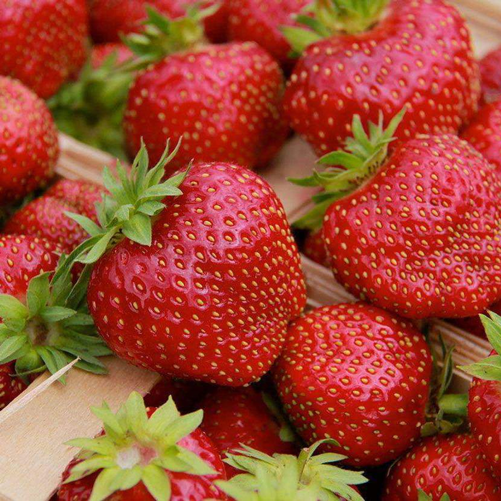 Земляника Лималексия среднепоздняя