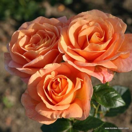 Бенгали (Bengali)