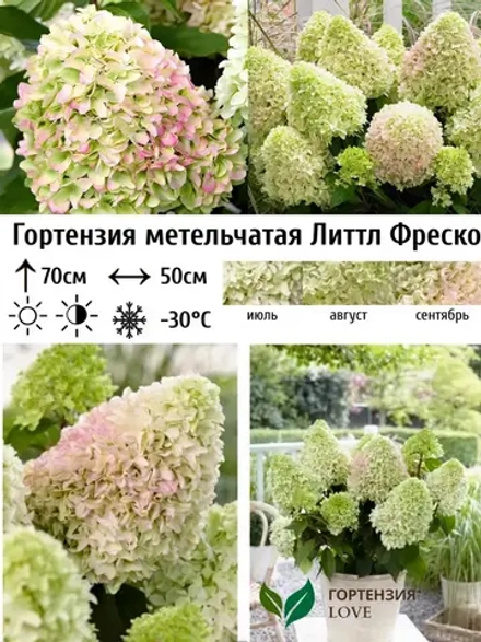 Литл Фреско гортензия метельчатая